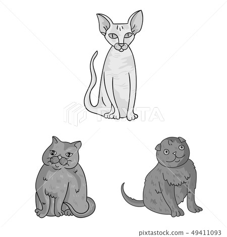 Isolated object of pet and sphynx icon. Set of pet and fun stock vector illustration. 49411093