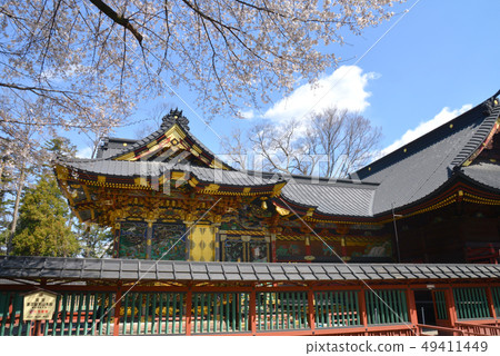Cherry blossoms blooming Tsunuma Seitenzan 49411449