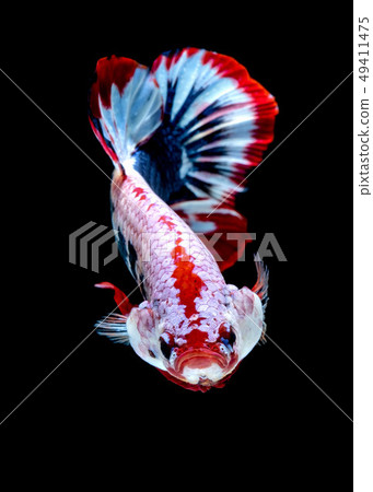 Betta fish color National flag Betta fish color National flag 49411475