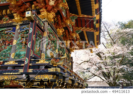 Cherry blossoms blooming Tsunuma Seitenzan 49411613