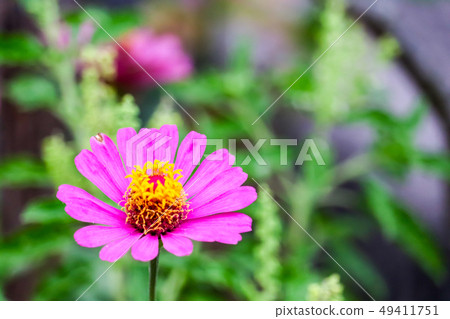 Zinnias magenta color blooming and blur leaves 49411751