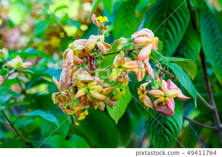 The calyx expanded into five lobe of orange pink The calyx expanded into five lobe of orange pink 49411764
