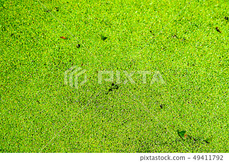 mosquito fern has green and yellow color and fall mosquito fern has green and yellow color and fall 49411792