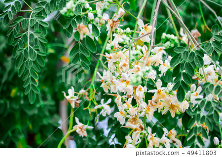 Horse radish tree or Drumstick has white and Horse radish tree or Drumstick has white and 49411803