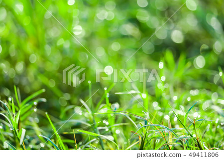 green grass in garden blokeh of water drop on green grass in garden blokeh of water drop on 49411806