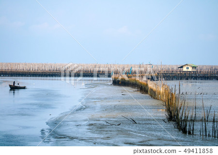 Mussel farm in sea along the mangrove forest Mussel farm in sea along the mangrove forest 49411858