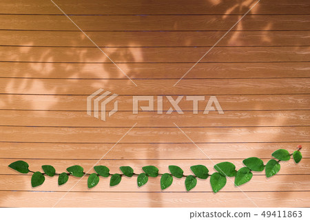 green leaves of Coatbuttons nature border shadow 49411863
