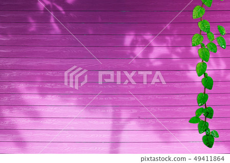 green leaves of Coatbuttons nature border and green leaves of Coatbuttons nature border and 49411864