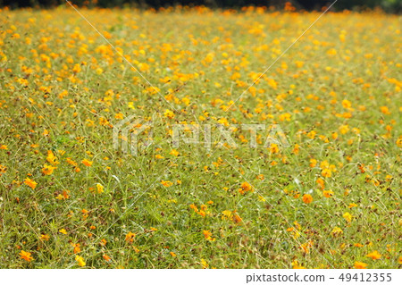 黃波斯菊,黃花波斯菊,橙色波斯菊(黃波斯菊) 黃波斯菊,黃花波斯菊,橙色波斯菊(黃波斯菊) 49412355