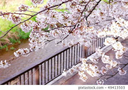 Sakura and Ishigami Igawa Sakura and Ishigami Igawa 49413503