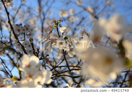 Cherry Blossoms	 Cherry Blossoms	 49413749