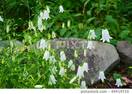 精緻可愛的白花Itchajin 49414550