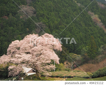 水眼櫻花盛開 水眼櫻花盛開 49415112