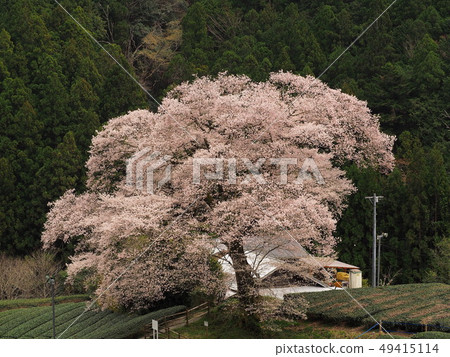 Water-eye cherry blossoms in full bloom Water-eye cherry blossoms in full bloom 49415114
