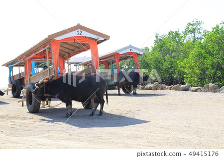 Water buffalo carts preparing to move on Iriomote Island Okinawa Tourism Water buffalo carts preparing to move on Iriomote Island Okinawa Tourism 49415176