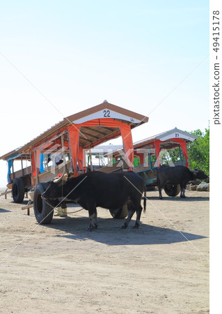 Water buffalo carts preparing to move on Iriomote Island Okinawa Tourism 49415178