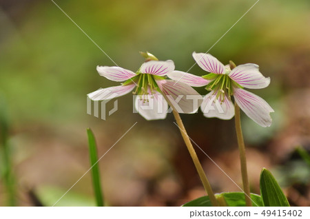The simple but beautiful figure of the big hoe night which is alpine plant which blooms in spring The simple but beautiful figure of the big hoe night which is alpine plant which blooms in spring 49415402