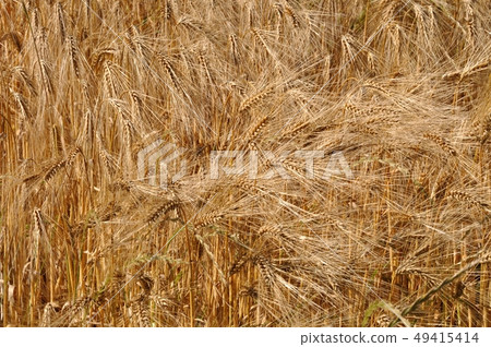 Green fields Green fields 49415414