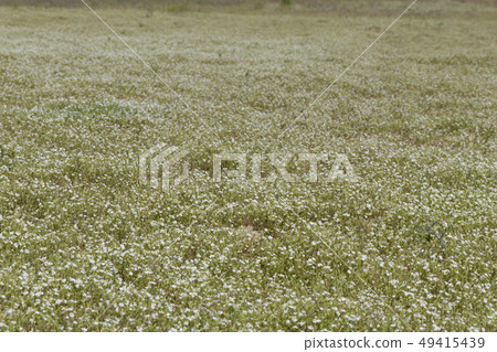  Flower garden 49415439