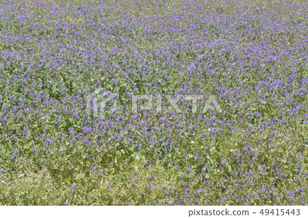 Flower garden Flower garden 49415443