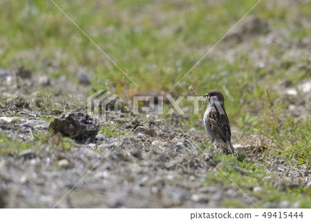 Sparrow holding nest material Sparrow holding nest material 49415444