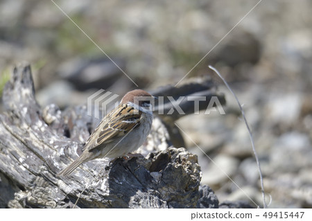 Sparrow 49415447