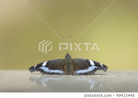 Ruritateja 49415448