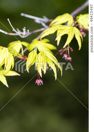 Acer palmatum 49415497