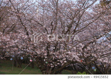 Omuta City Amagiyama Park Cherry blossoms Omuta City Amagiyama Park Cherry blossoms 49415652