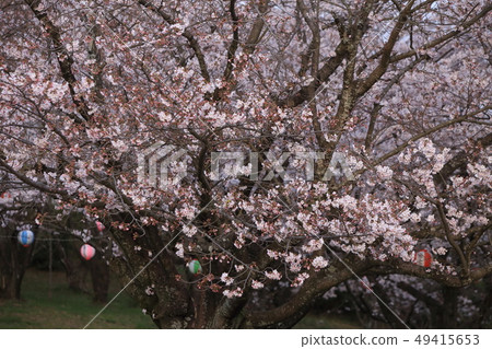 Omuta City Amagiyama Park Cherry blossoms Omuta City Amagiyama Park Cherry blossoms 49415653