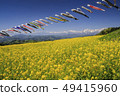 Koinobori swimming in the northern Alps spring wind of the remaining snow in a rape field 49415960