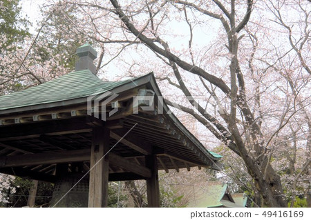 Bell tower and cherry blossoms 49416169