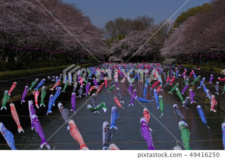 Tatebayashi鯉魚流光 Tatebayashi鯉魚流光 49416250