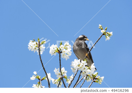 Mustard star 49416296