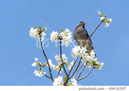 Cherry blossoms and starling 49416297