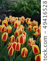 鬱金香 49416528
