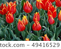鬱金香 49416529