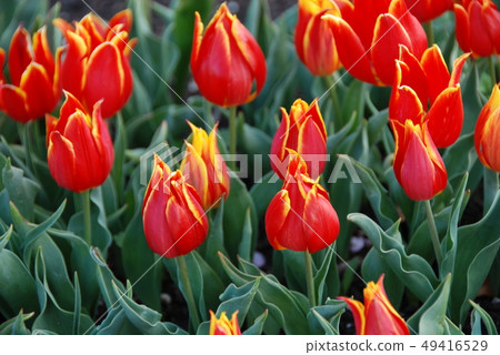 Tulip 49416529