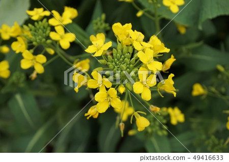 Rape blossoms 49416633