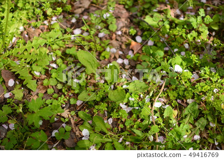 櫻花花瓣 櫻花花瓣 49416769