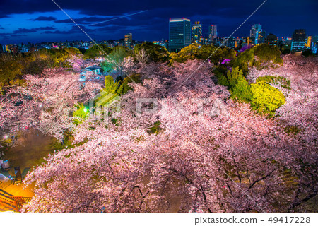 福岡九州舞鶴公園櫻花 49417228