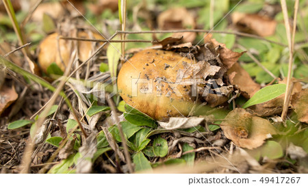 Edible fungus grows in the woods Edible fungus grows in the woods 49417267