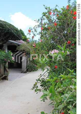 Flowers blooming along the white sand road of Taketomi Island Okinawa Tourism Flowers blooming along the white sand road of Taketomi Island Okinawa Tourism 49417356