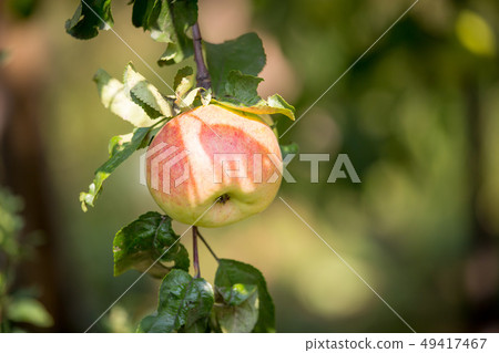 Ripe apple on a tree in the garden 49417467