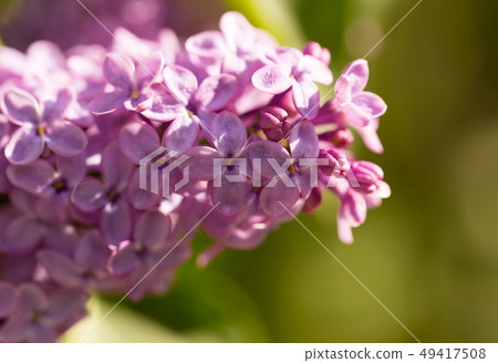 Lilac flowers on a tree in spring 49417508