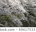 Cherry blossoms along the Sabo River Cherry blossoms along the Sabo River 49417533