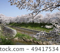 Cherry blossoms along the Sabo River Cherry blossoms along the Sabo River 49417534