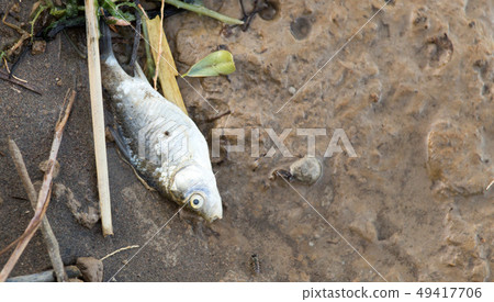 Dead fish lies on the shore of the lake 49417706
