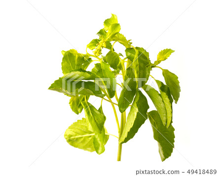 Holy Basil herb on white background. Holy Basil herb on white background. 49418489