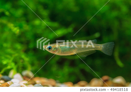 Southern Medaka Southern Medaka 49418518